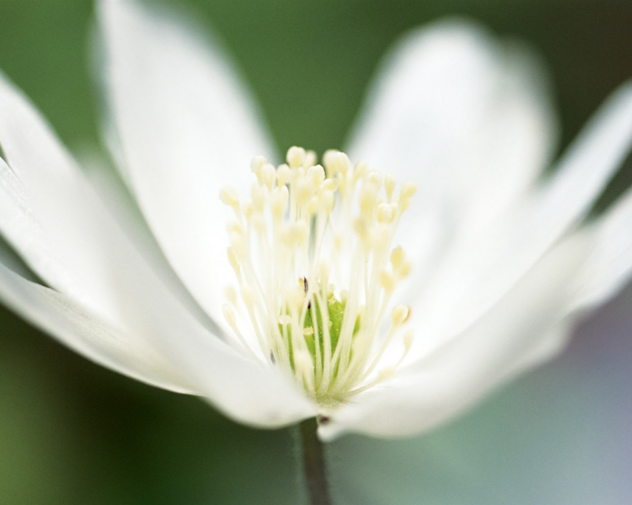 Hazy belles fleurs d'écran HD #16 - 1280x1024