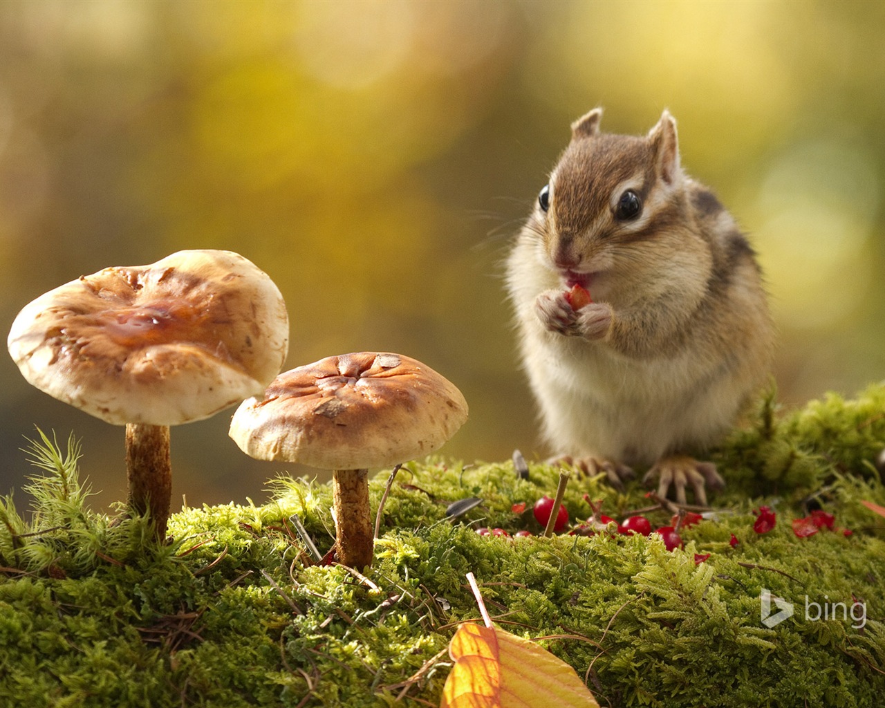 October 2014 Bing animal theme wallpaper #2 - 1280x1024