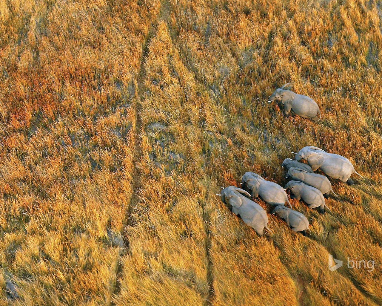 Října 2014 Bing zvíře téma wallpaper #3 - 1280x1024