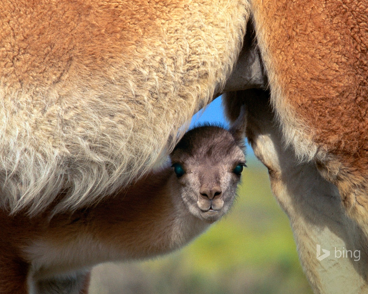 October 2014 Bing animal theme wallpaper #4 - 1280x1024