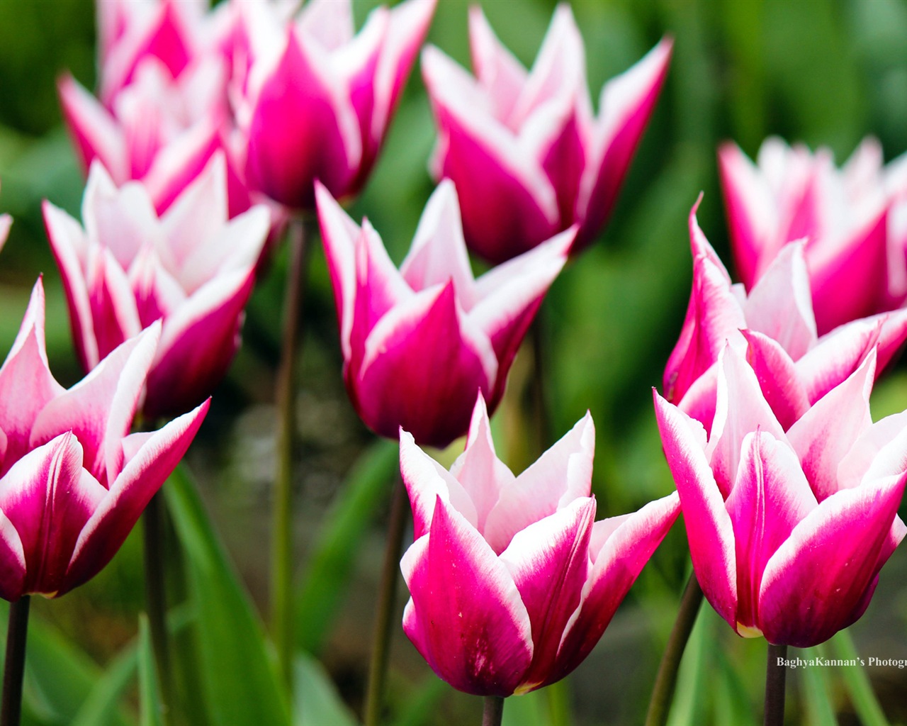 Belles fleurs de tulipes, de Windows 8 fonds d'écran HD à thème #1 - 1280x1024
