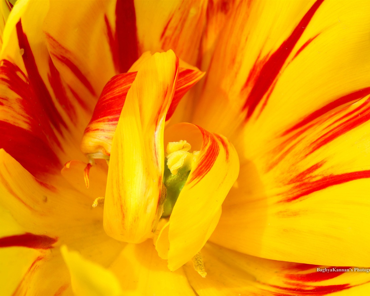 Krásné květy tulipánů, Windows 8 téma HD Tapety na plochu #2 - 1280x1024