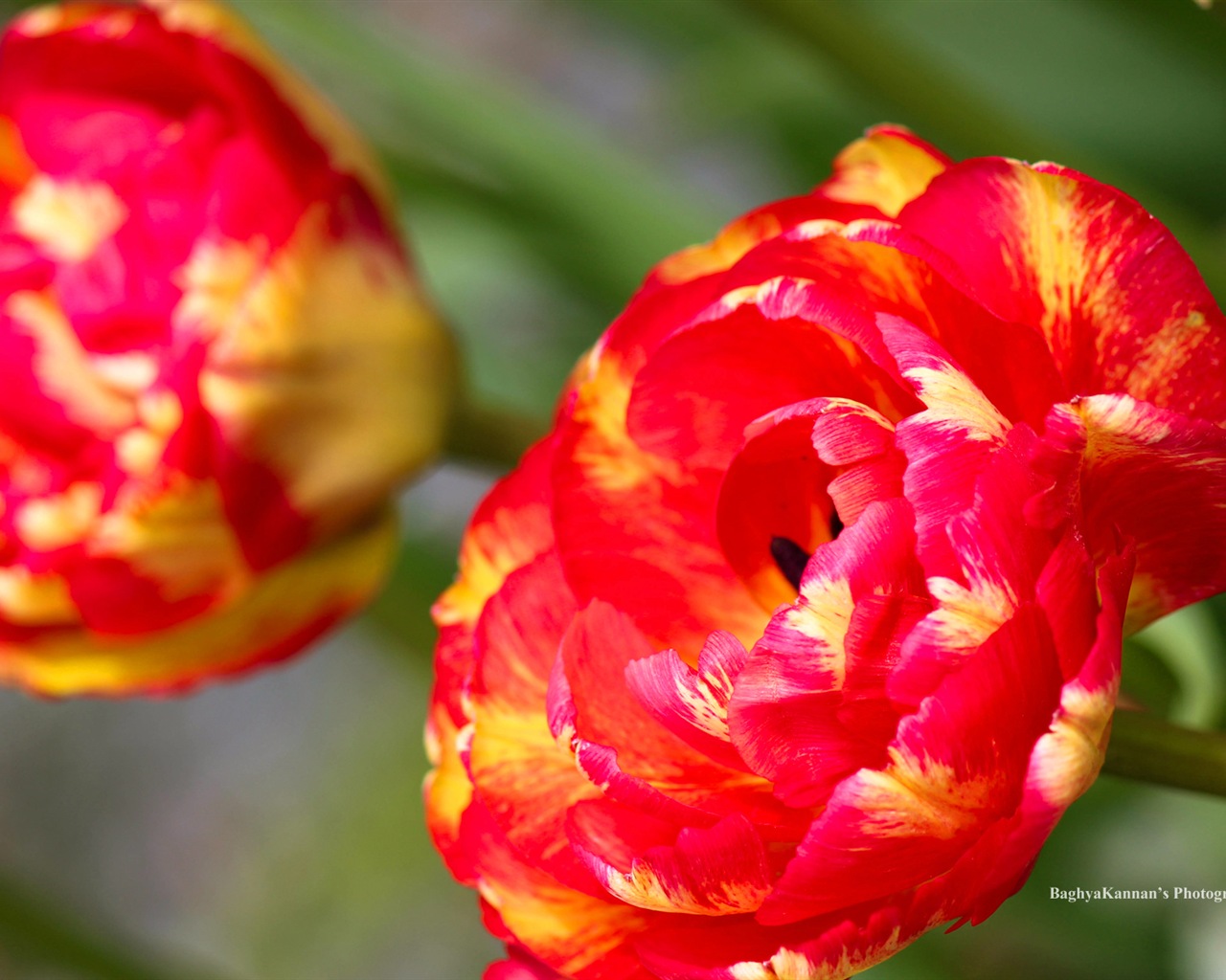 Belles fleurs de tulipes, de Windows 8 fonds d'écran HD à thème #3 - 1280x1024