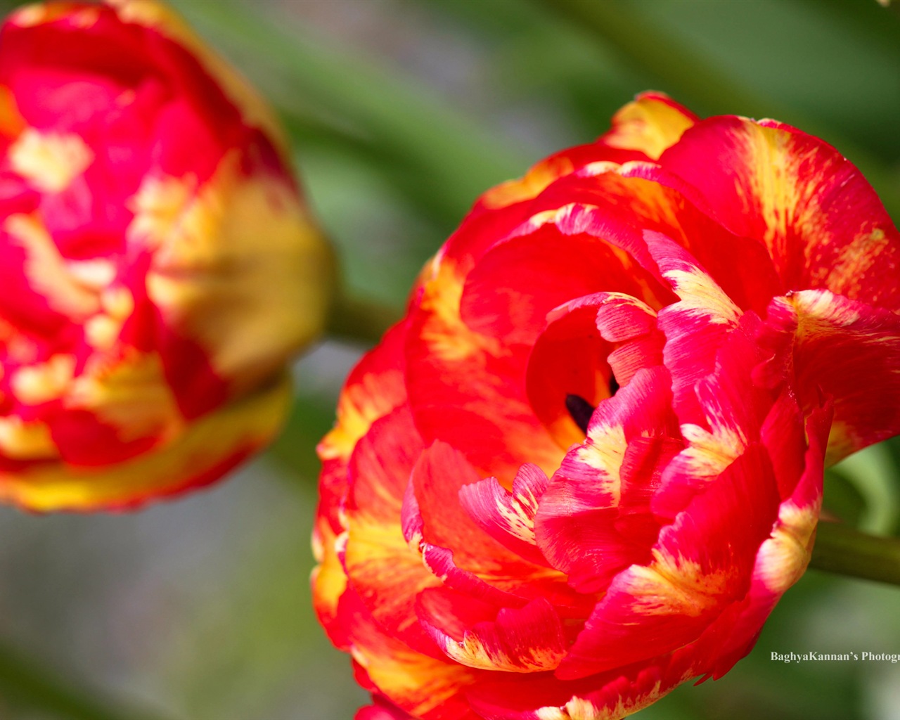 Krásné květy tulipánů, Windows 8 téma HD Tapety na plochu #3 - 1280x1024