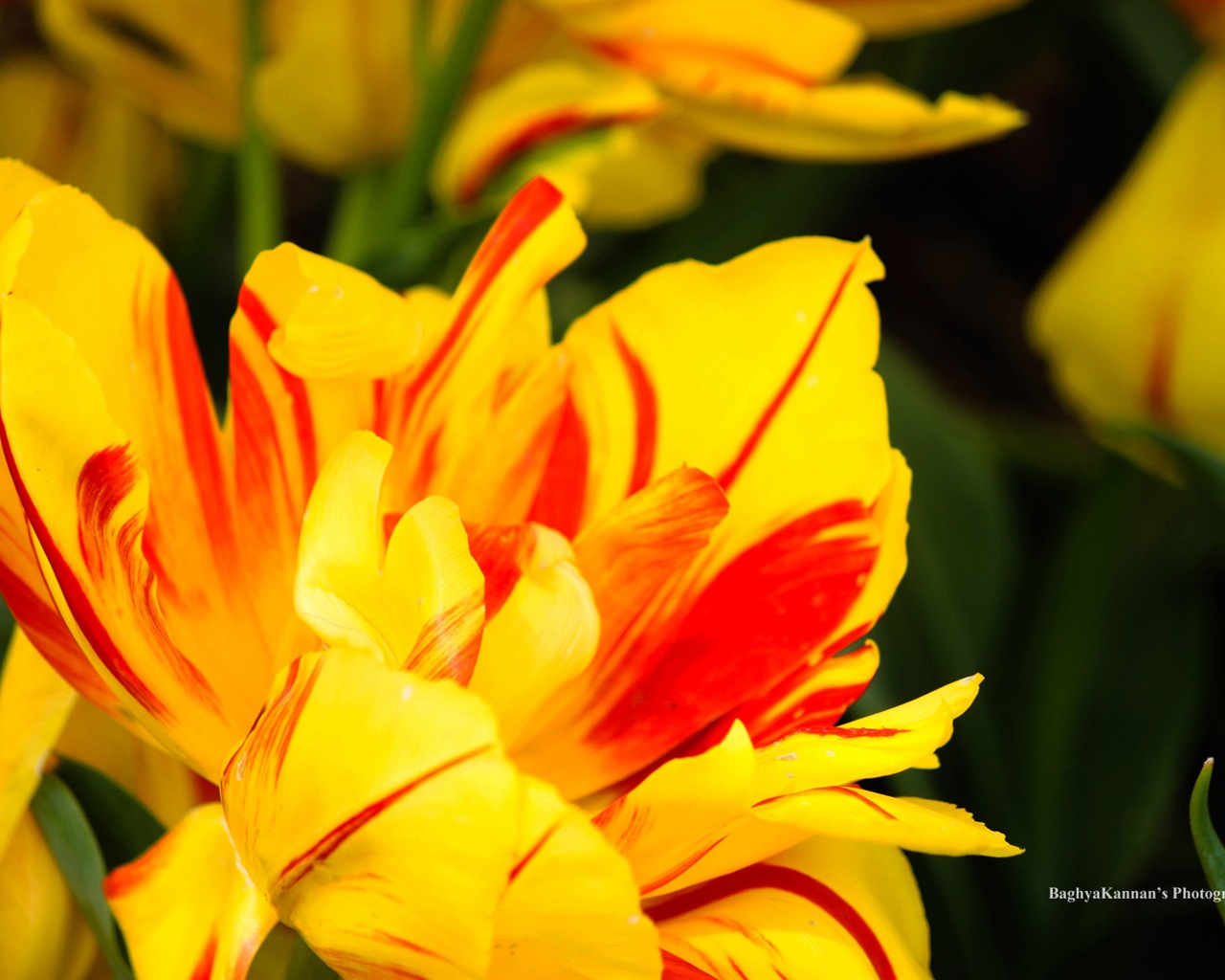 Krásné květy tulipánů, Windows 8 téma HD Tapety na plochu #4 - 1280x1024