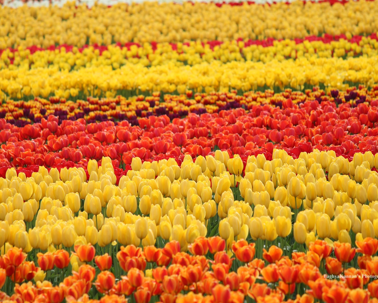 Belles fleurs de tulipes, de Windows 8 fonds d'écran HD à thème #5 - 1280x1024