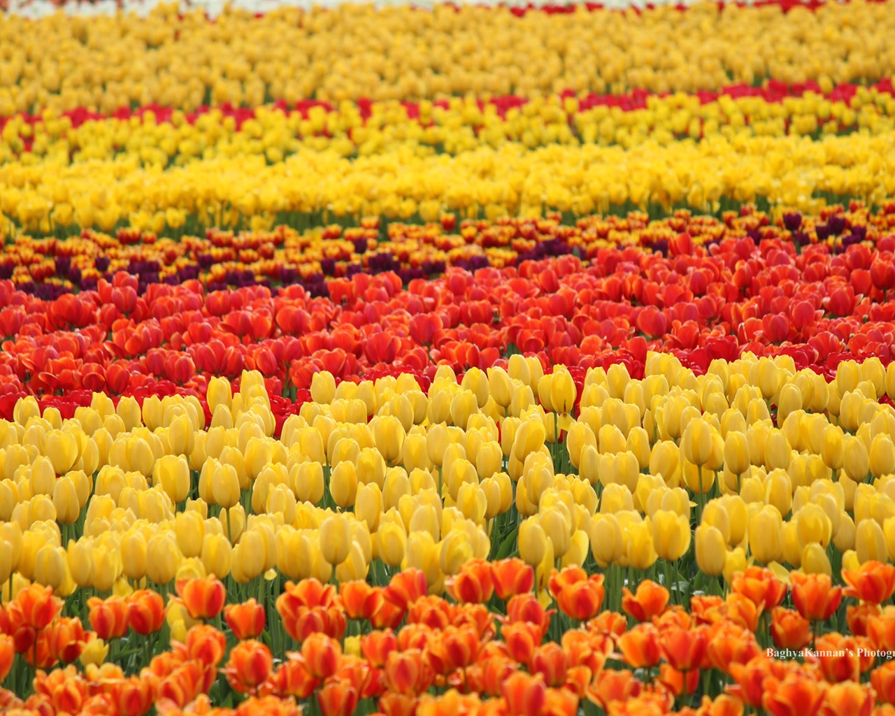 美麗的鬱金香花，Windows 8 主題高清壁紙 #5 - 1280x1024