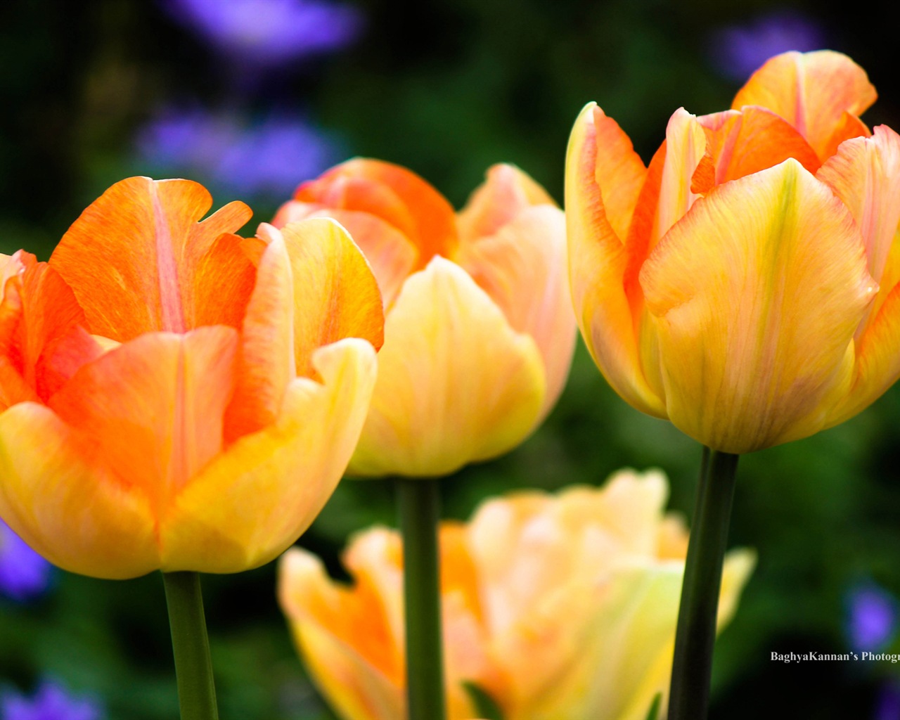 Belles fleurs de tulipes, de Windows 8 fonds d'écran HD à thème #6 - 1280x1024