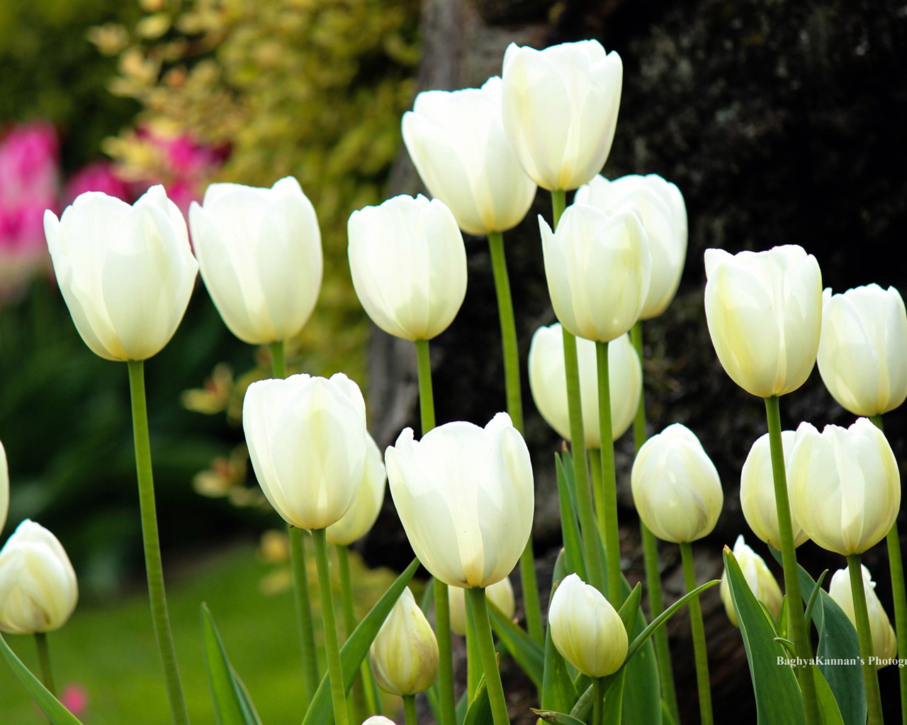Krásné květy tulipánů, Windows 8 téma HD Tapety na plochu #7 - 1280x1024
