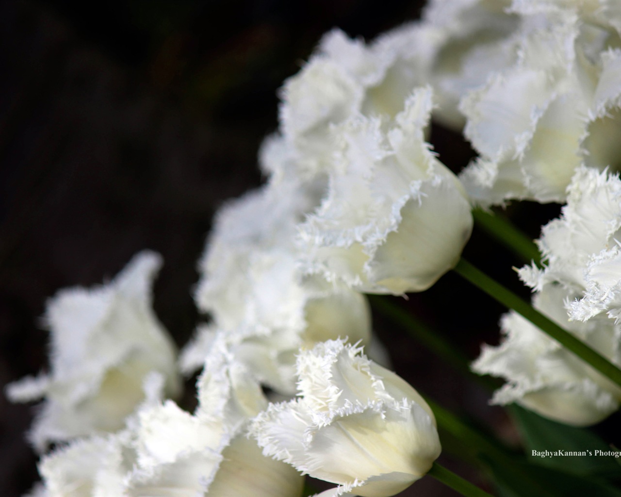 Belles fleurs de tulipes, de Windows 8 fonds d'écran HD à thème #8 - 1280x1024