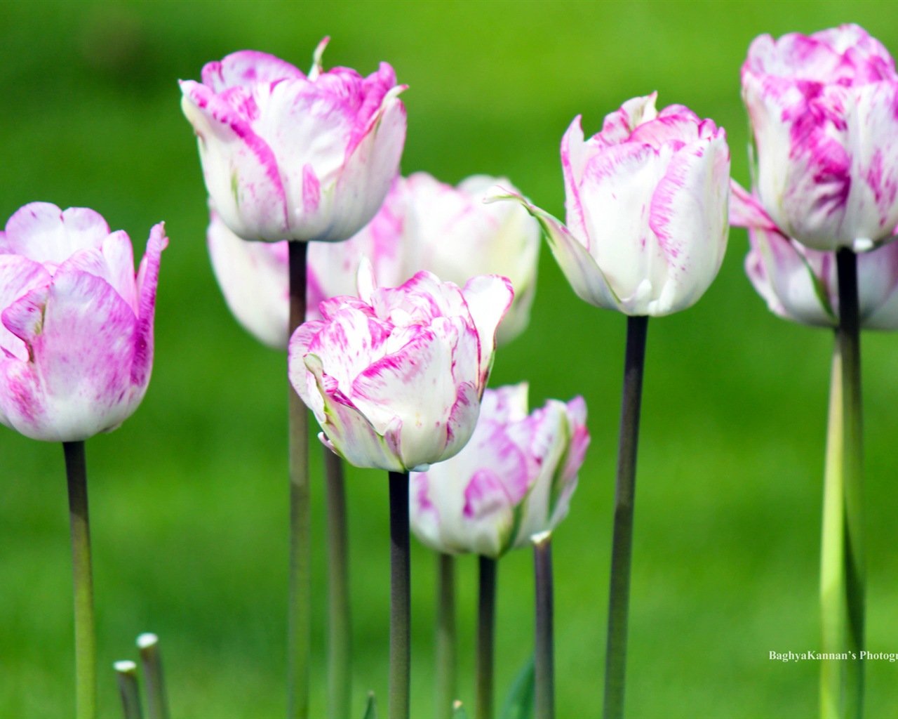 Krásné květy tulipánů, Windows 8 téma HD Tapety na plochu #9 - 1280x1024