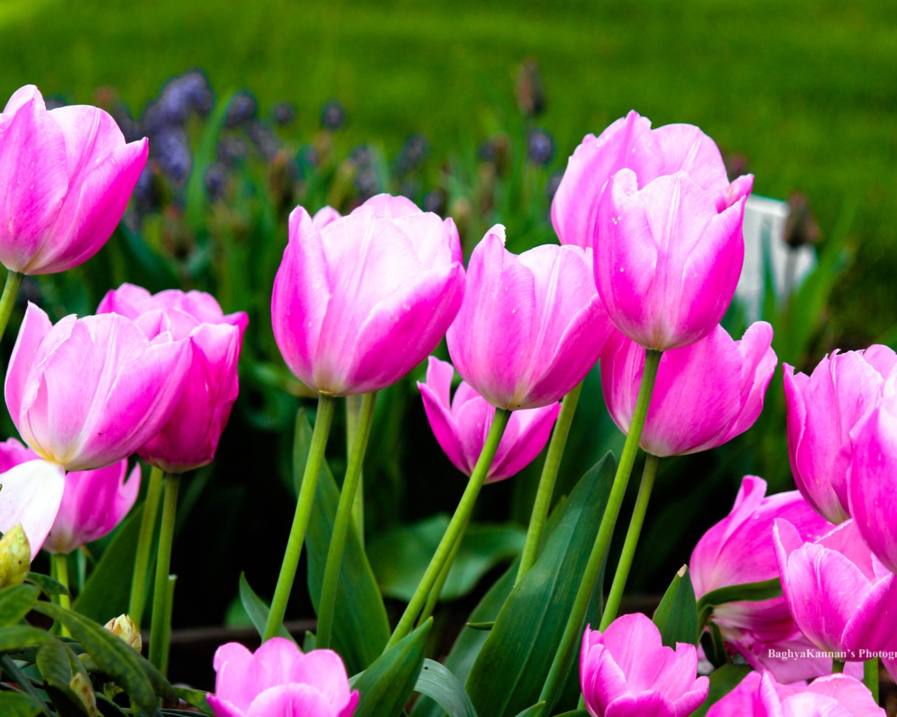 Krásné květy tulipánů, Windows 8 téma HD Tapety na plochu #11 - 1280x1024