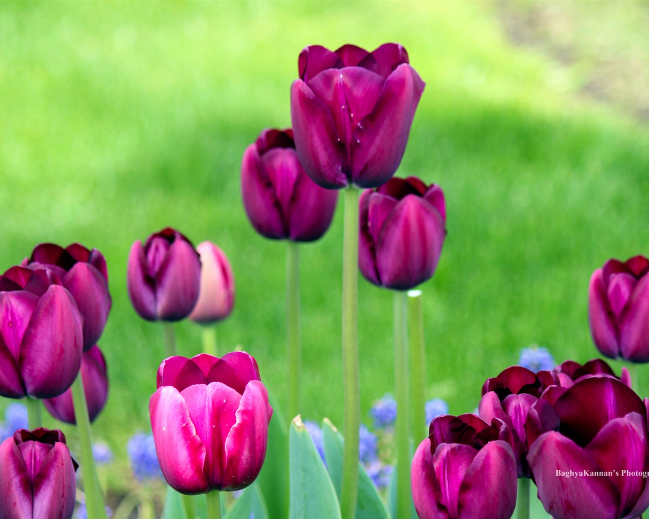 Belles fleurs de tulipes, de Windows 8 fonds d'écran HD à thème #12 - 1280x1024