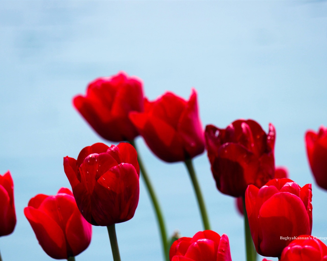 Belles fleurs de tulipes, de Windows 8 fonds d'écran HD à thème #13 - 1280x1024