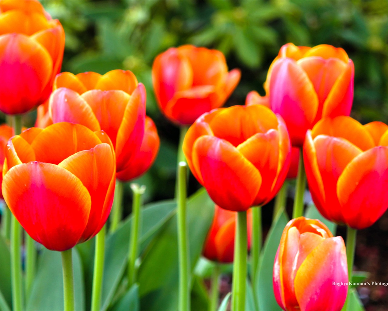 Krásné květy tulipánů, Windows 8 téma HD Tapety na plochu #14 - 1280x1024