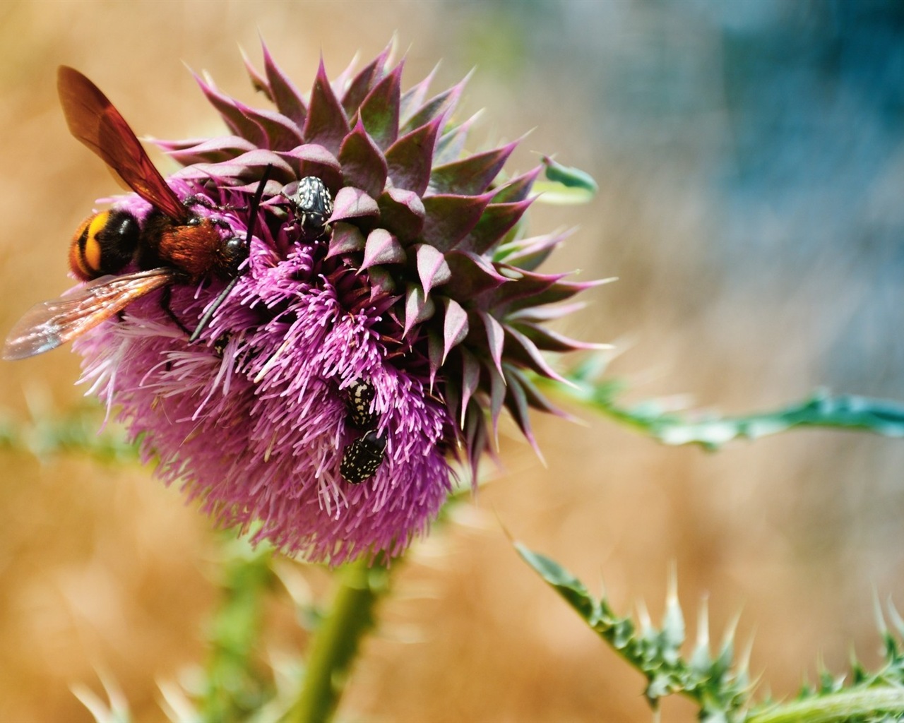 Fresh plants and flowers wallpaper #6 - 1280x1024