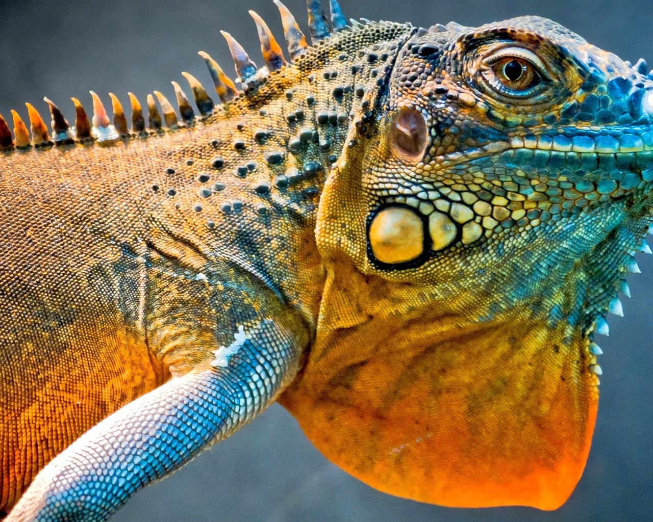 Animaux Fonds d'écran coloré caméléon HD #1 - 1280x1024