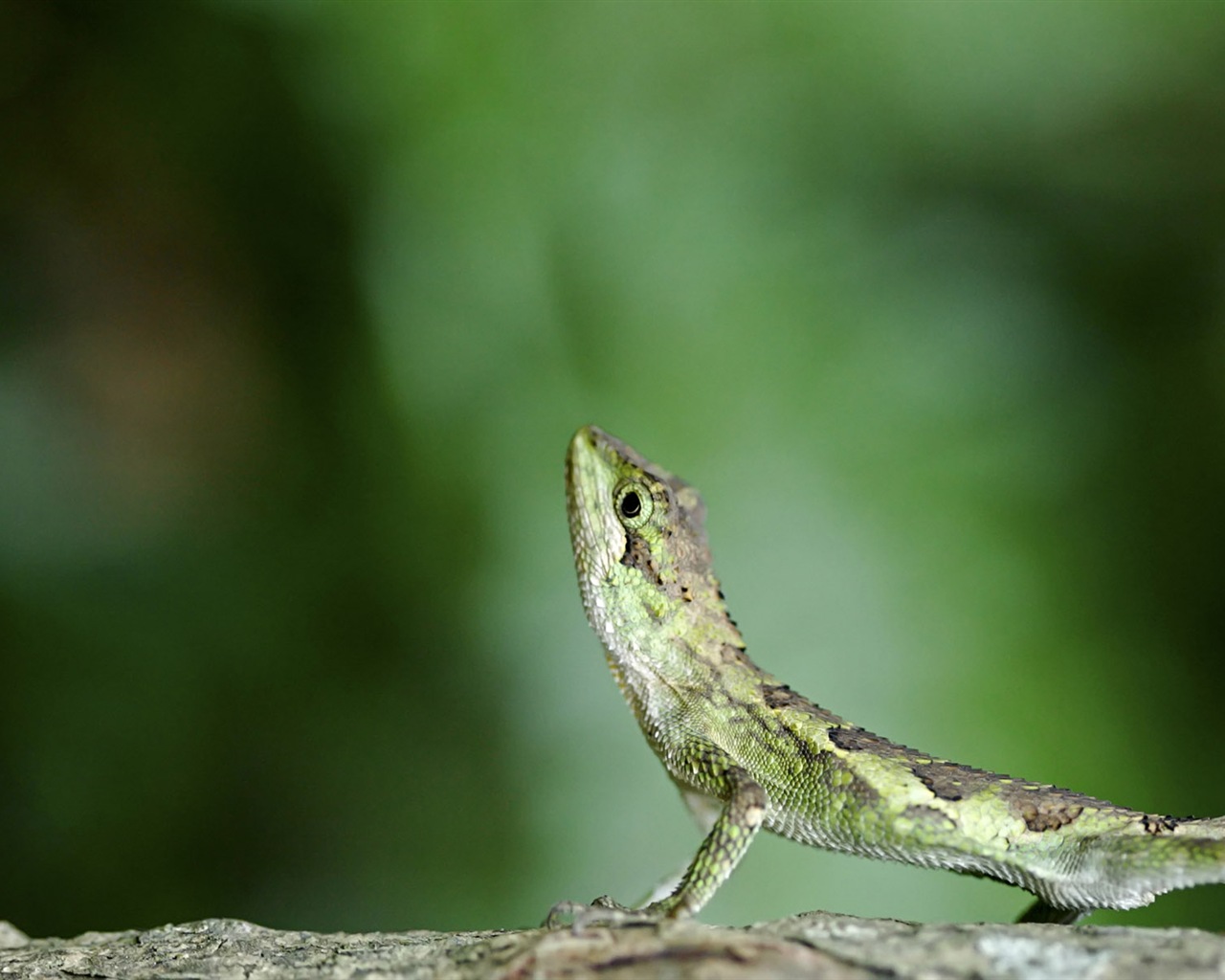 Animaux Fonds d'écran coloré caméléon HD #2 - 1280x1024