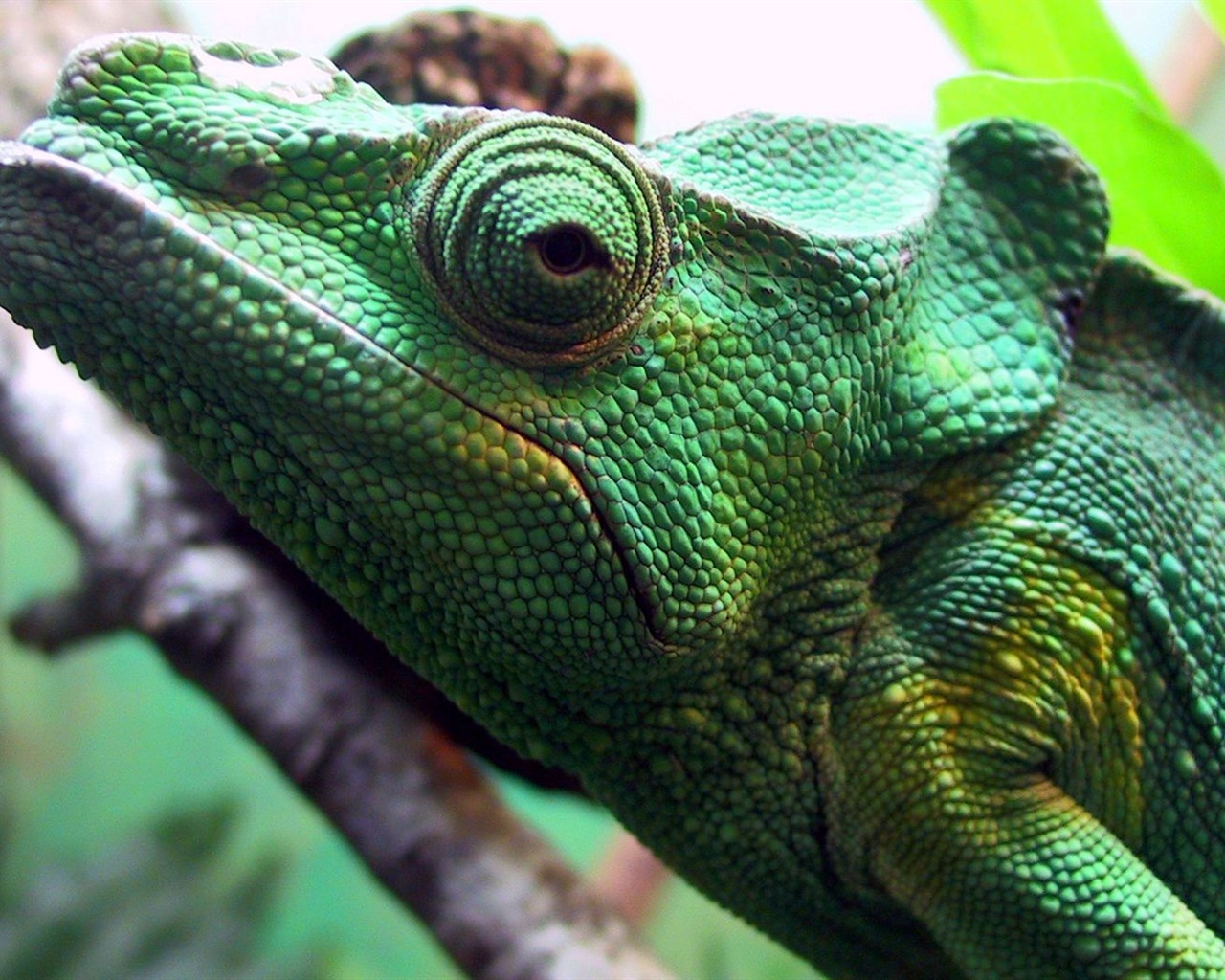Barevné zvířat chameleon HD tapety na plochu #3 - 1280x1024