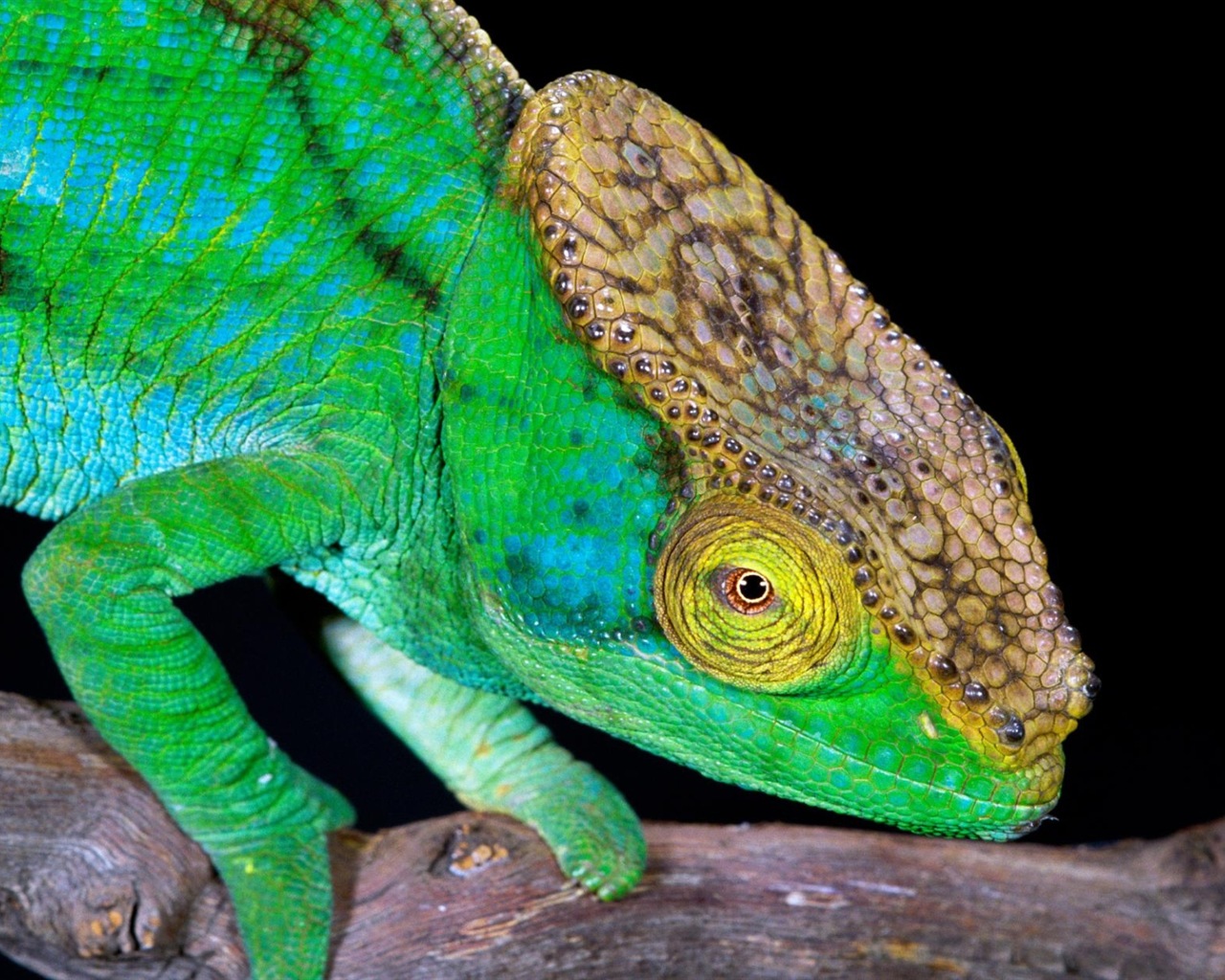 Barevné zvířat chameleon HD tapety na plochu #4 - 1280x1024