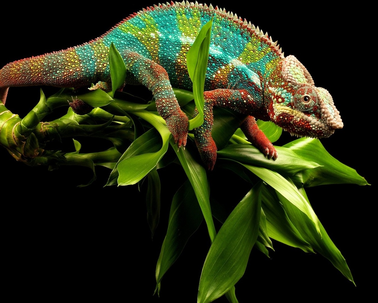 Colorful animal chameleon HD wallpapers #6 - 1280x1024