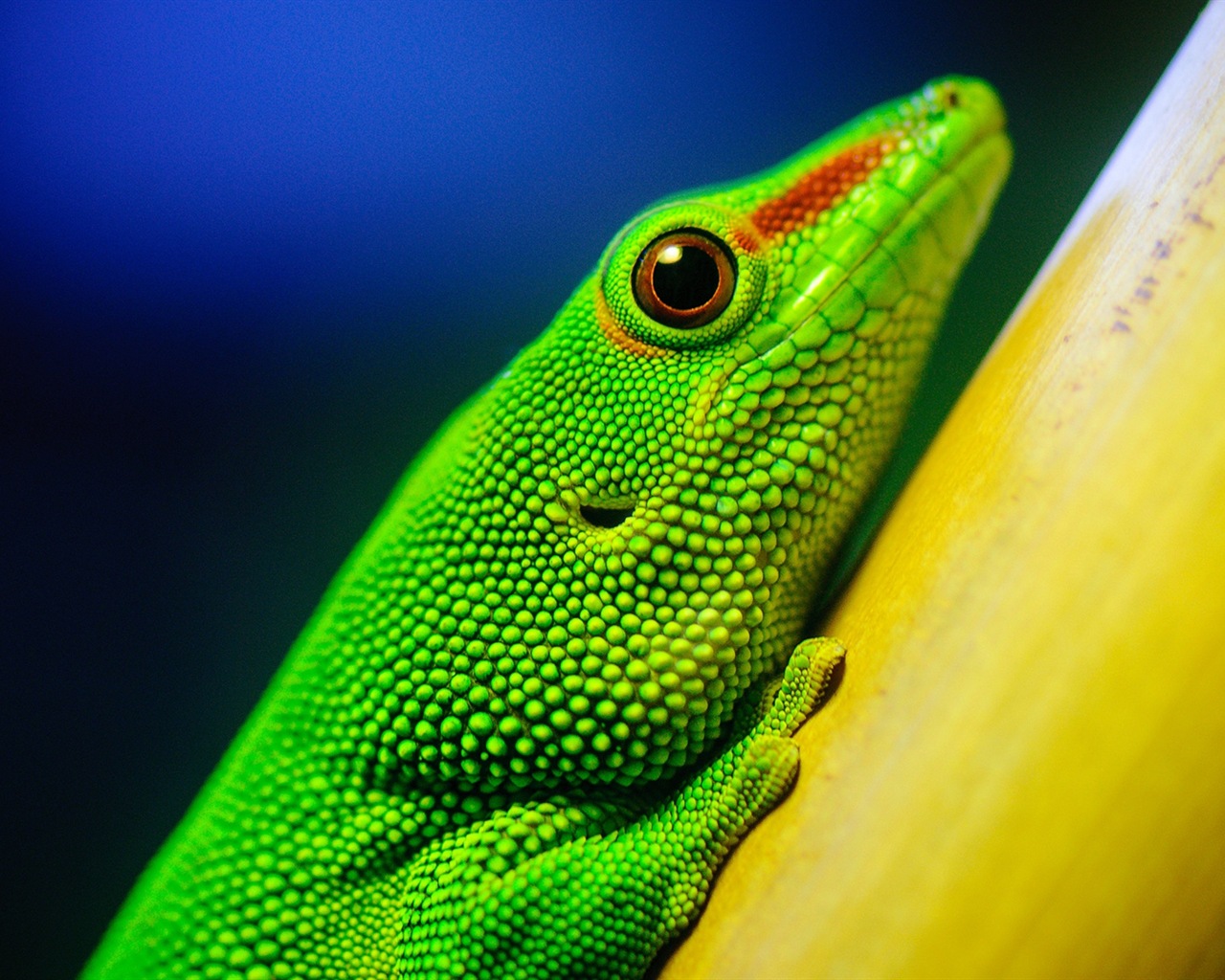 Barevné zvířat chameleon HD tapety na plochu #7 - 1280x1024