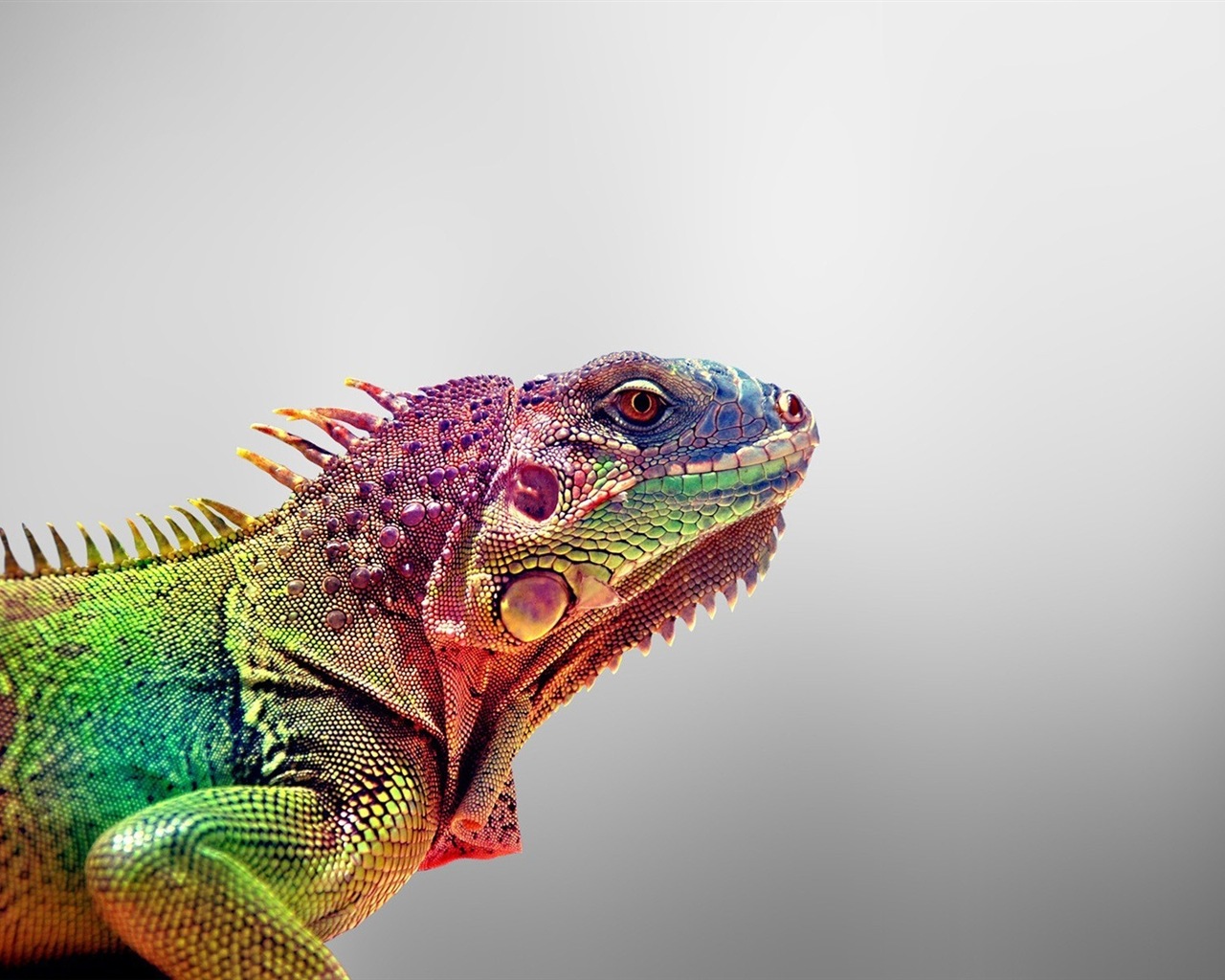 Barevné zvířat chameleon HD tapety na plochu #8 - 1280x1024