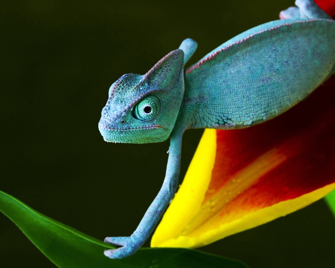 Barevné zvířat chameleon HD tapety na plochu #9 - 1280x1024