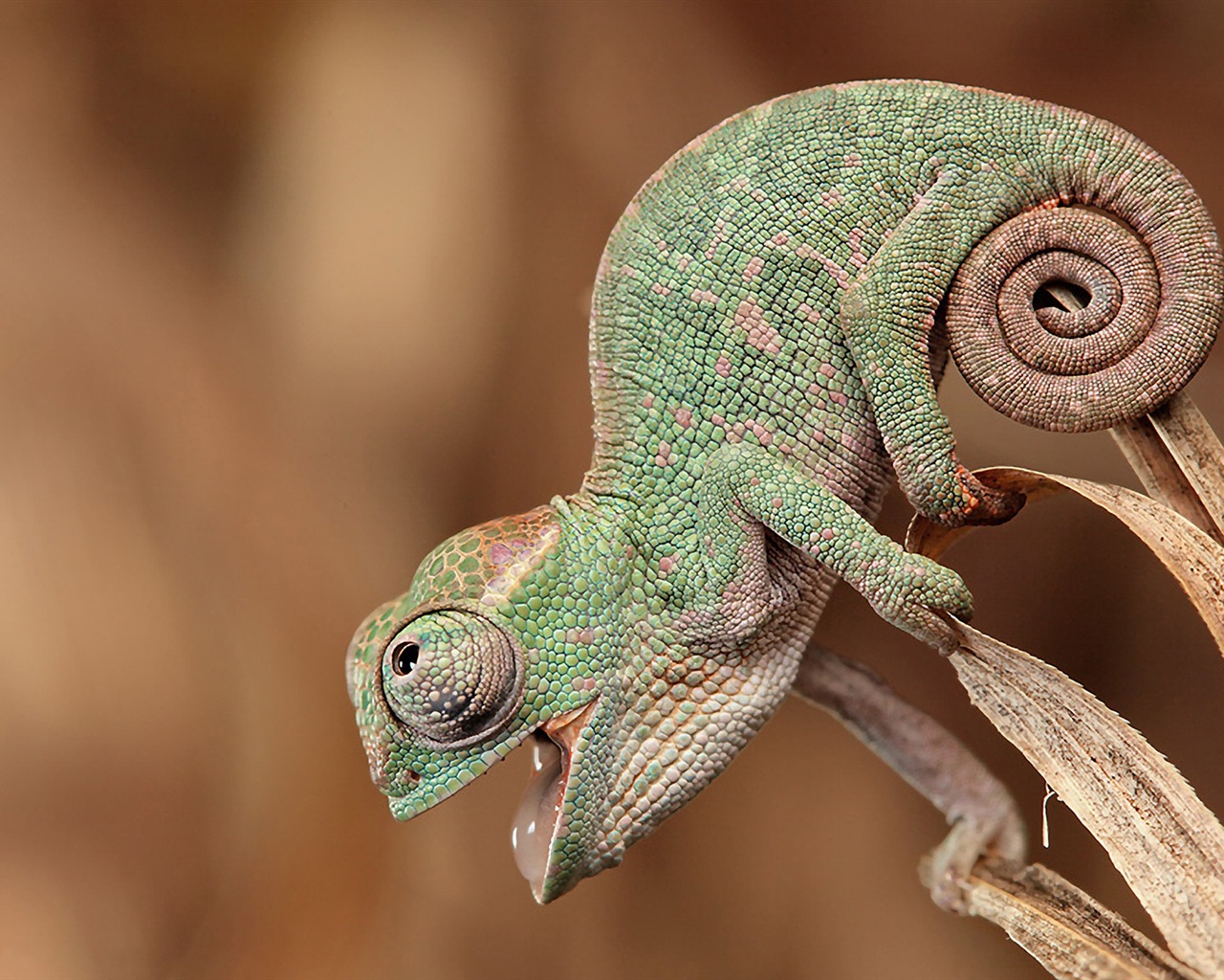 Barevné zvířat chameleon HD tapety na plochu #10 - 1280x1024