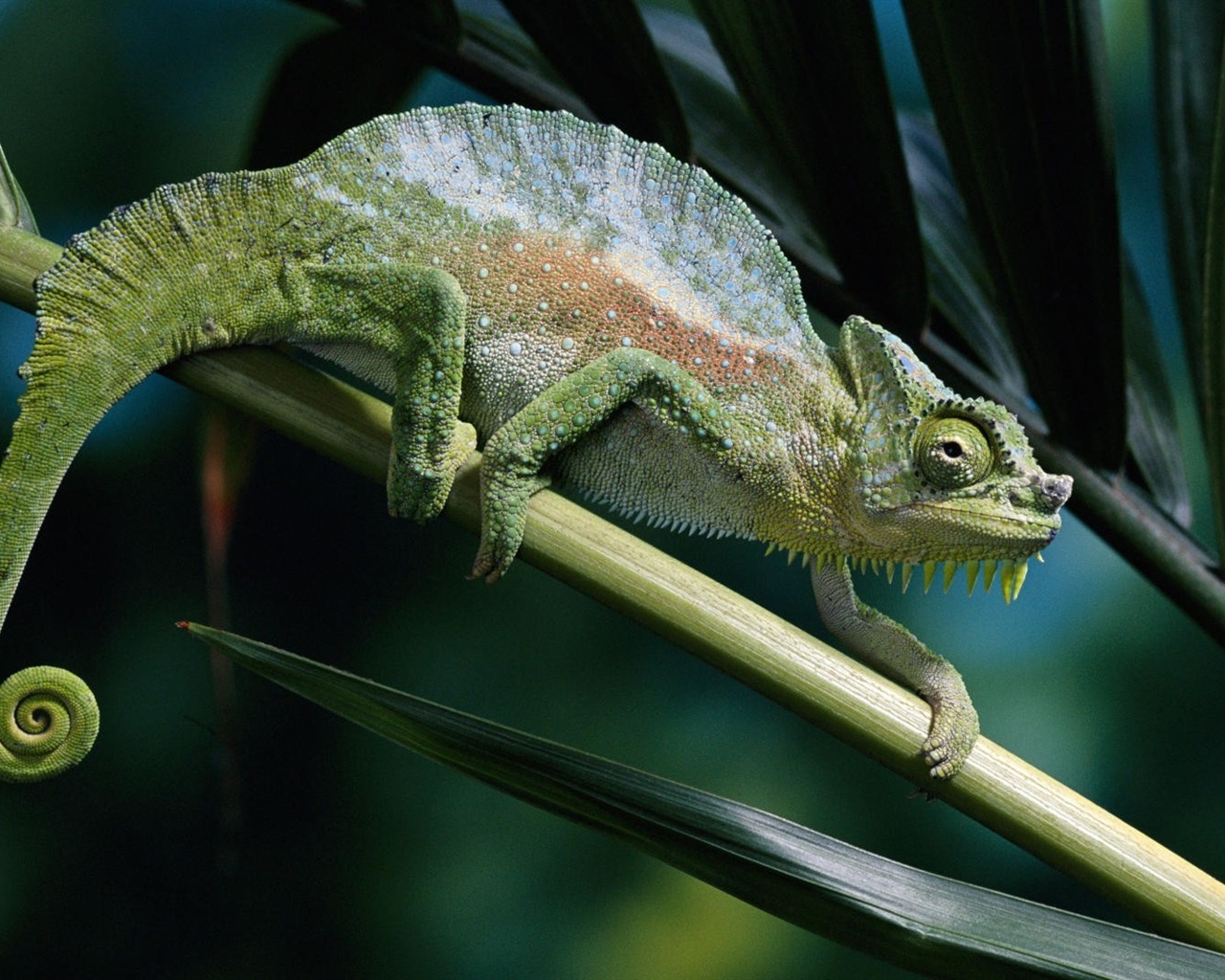Barevné zvířat chameleon HD tapety na plochu #11 - 1280x1024