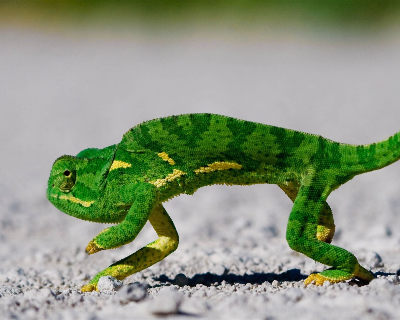 Colorful animal chameleon HD wallpapers #12 - 1280x1024