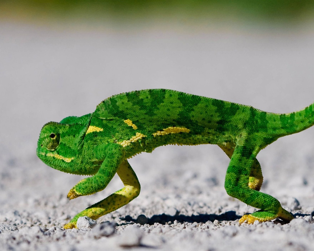 Barevné zvířat chameleon HD tapety na plochu #12 - 1280x1024