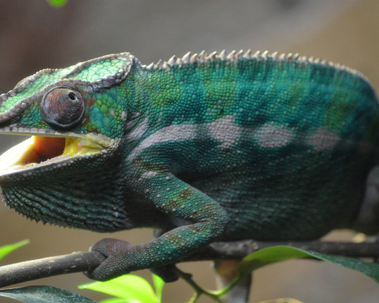 Colorful animal chameleon HD wallpapers #13 - 1280x1024