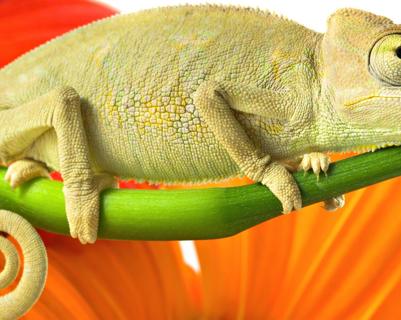 Barevné zvířat chameleon HD tapety na plochu #15 - 1280x1024