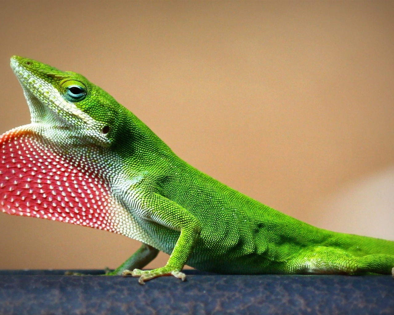 Animaux Fonds d'écran coloré caméléon HD #16 - 1280x1024