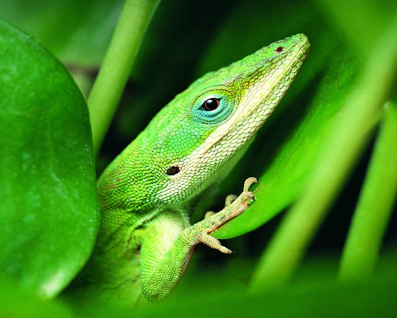 Barevné zvířat chameleon HD tapety na plochu #17 - 1280x1024