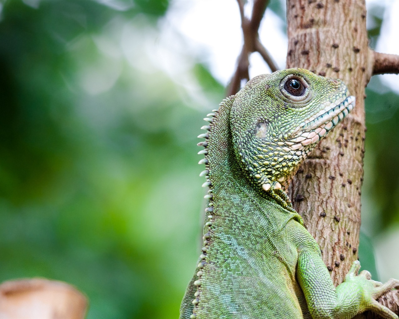 Barevné zvířat chameleon HD tapety na plochu #18 - 1280x1024