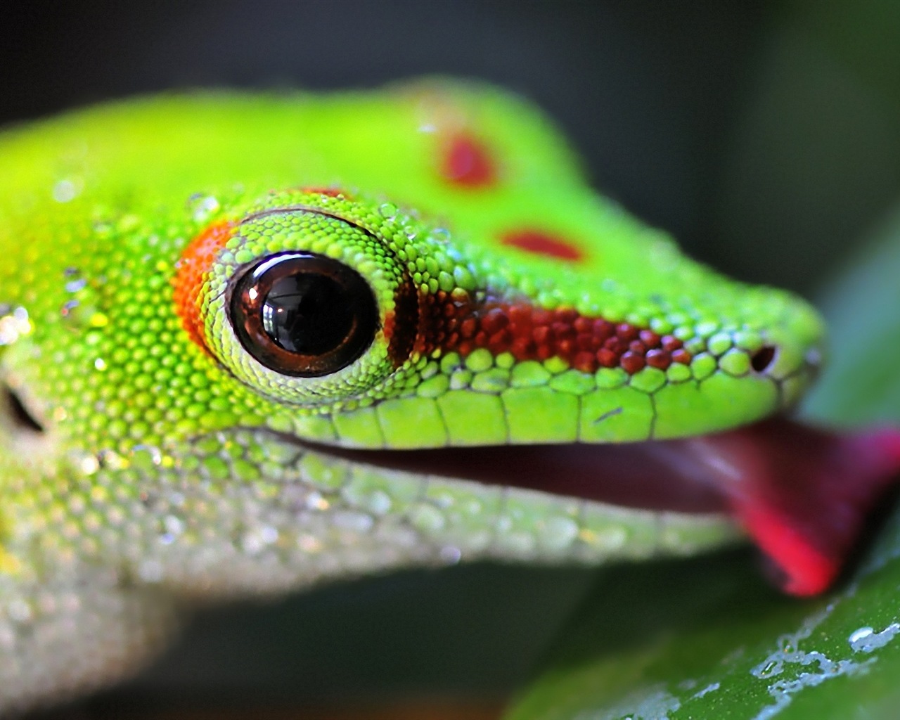 Colorful animal chameleon HD wallpapers #19 - 1280x1024