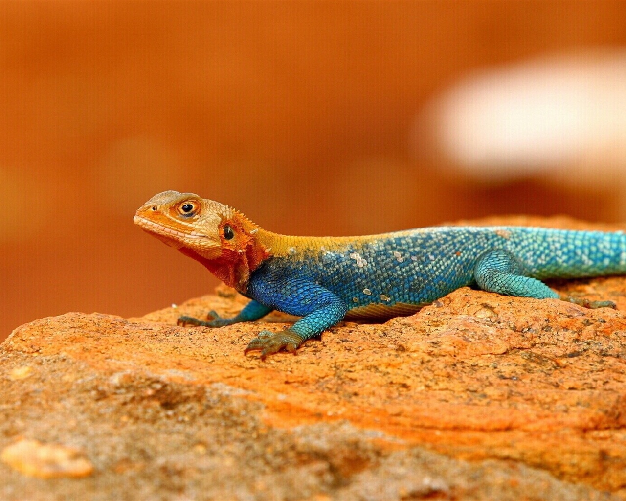 Barevné zvířat chameleon HD tapety na plochu #20 - 1280x1024
