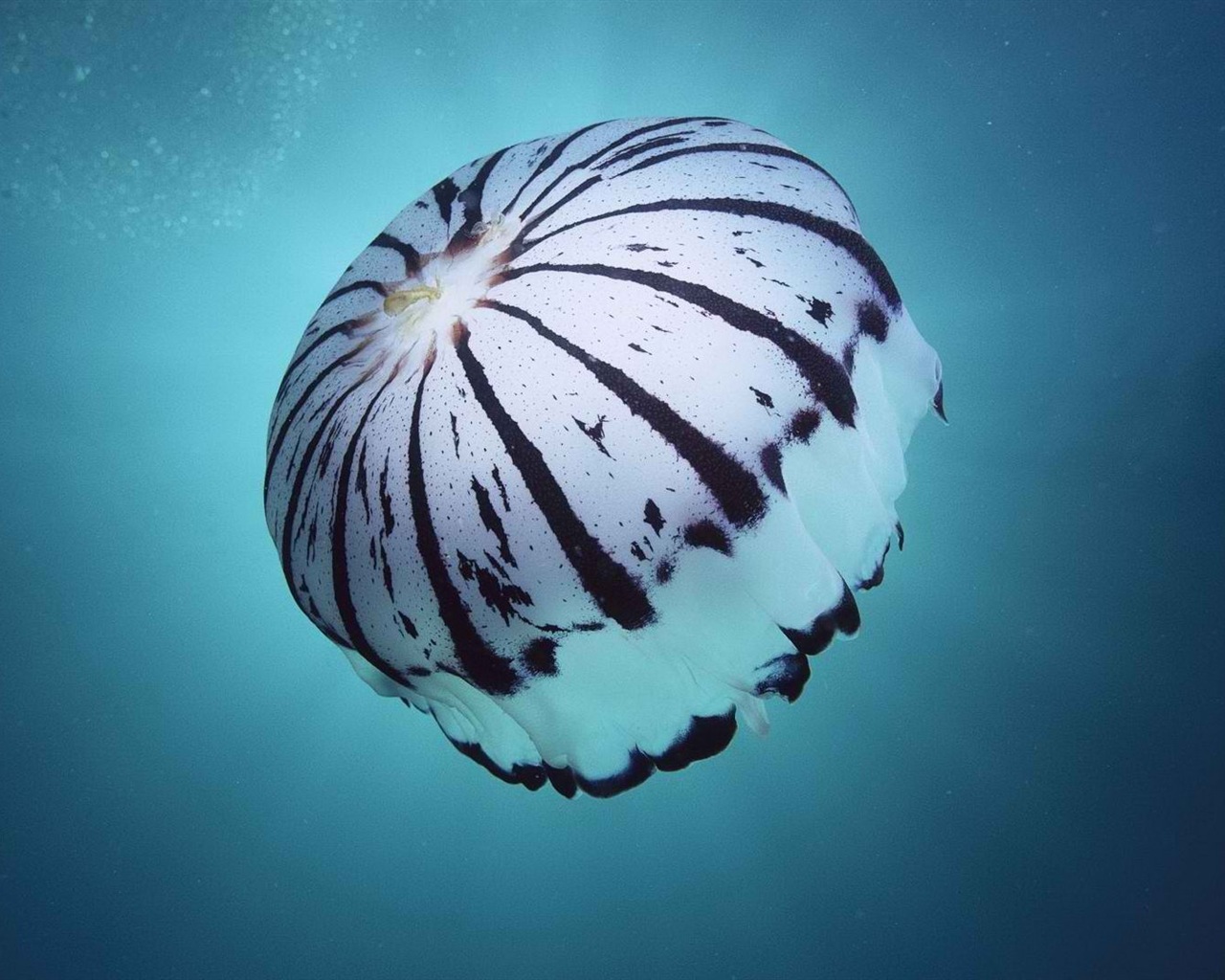 Windows 8 theme wallpaper, jellyfish #11 - 1280x1024