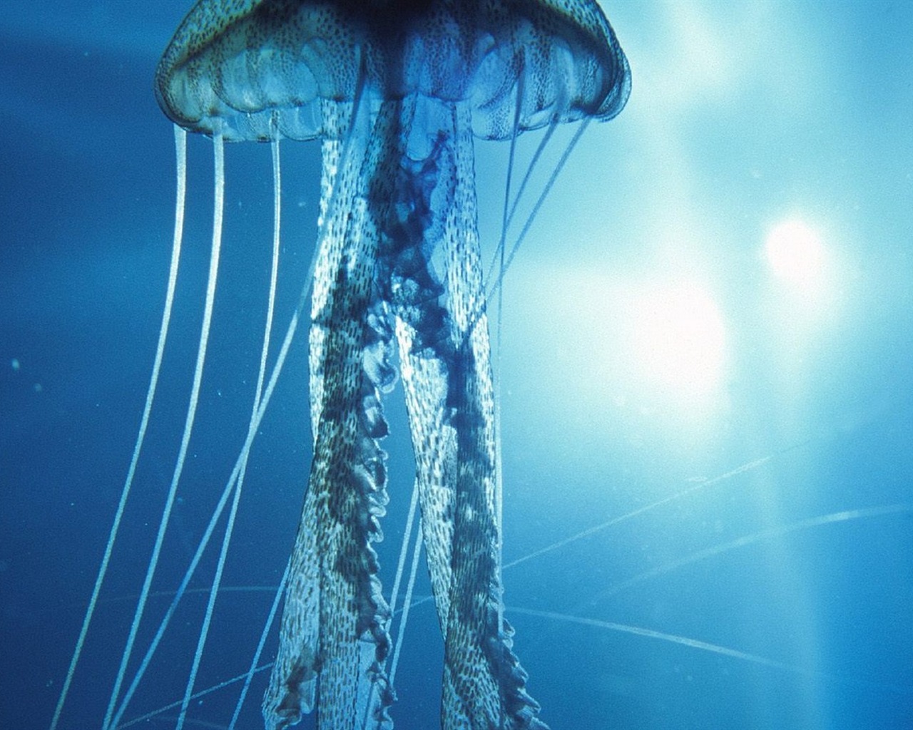 Windows 8 theme wallpaper, jellyfish #12 - 1280x1024