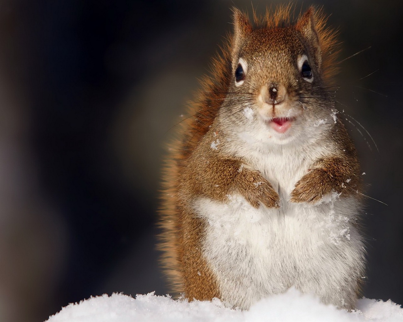 Animal close-up, cute squirrel HD wallpapers #14 - 1280x1024