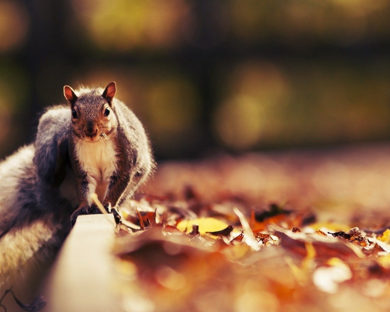 동물 근접 촬영, 귀여운 다람쥐 HD 배경 화면 #20 - 1280x1024