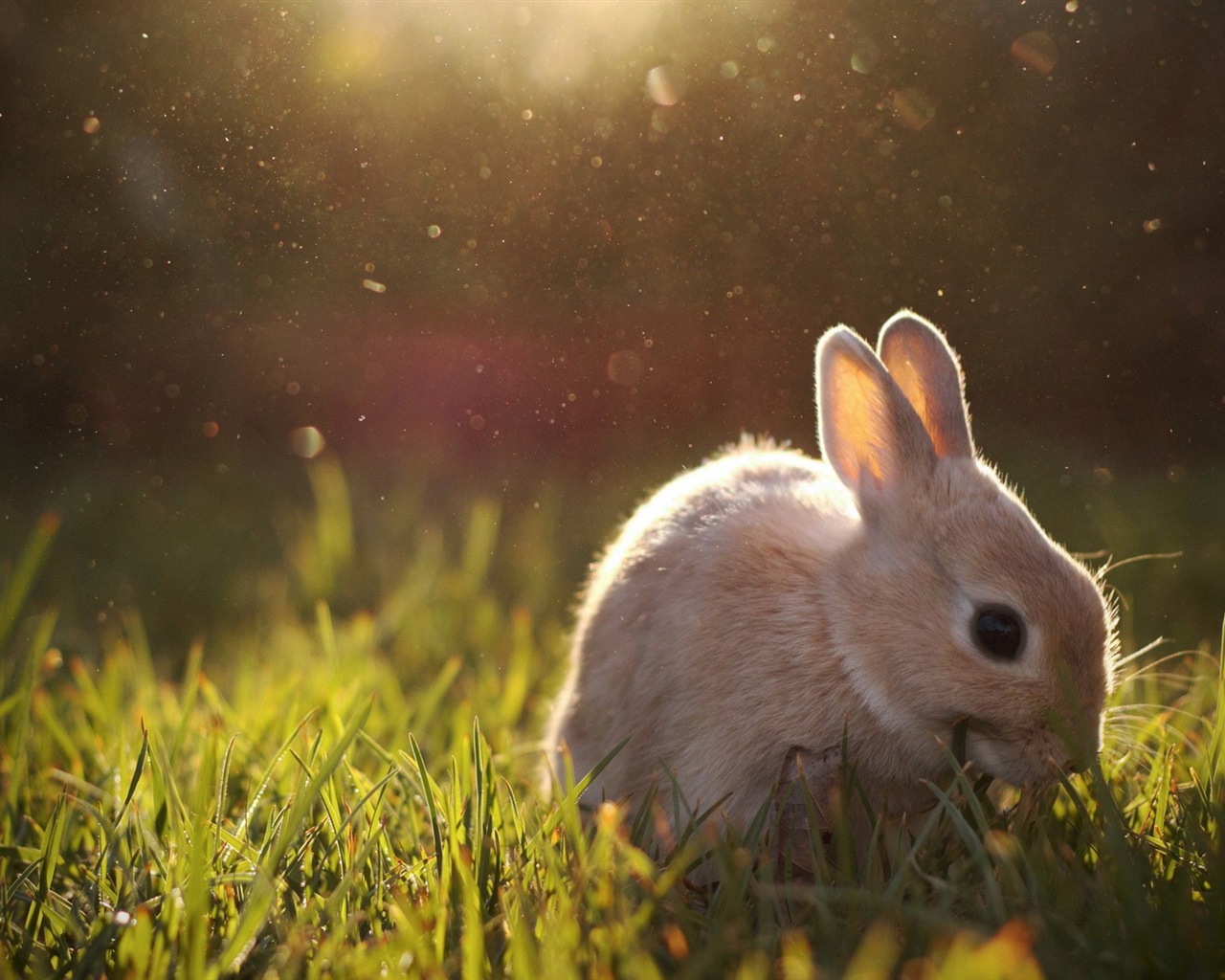 高清可爱小兔子动物电脑壁纸下载