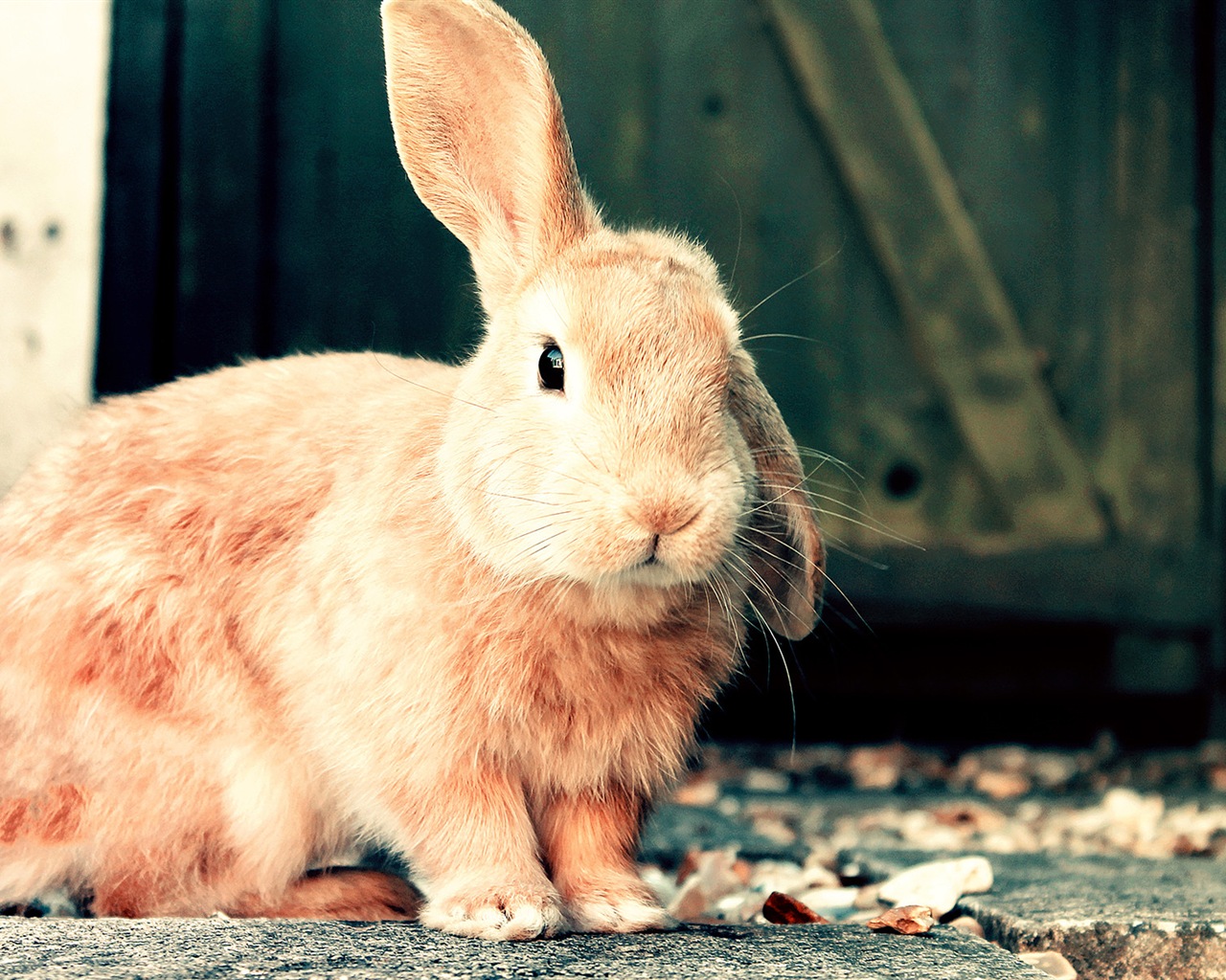Furry animals, cute bunny HD wallpapers #17 - 1280x1024