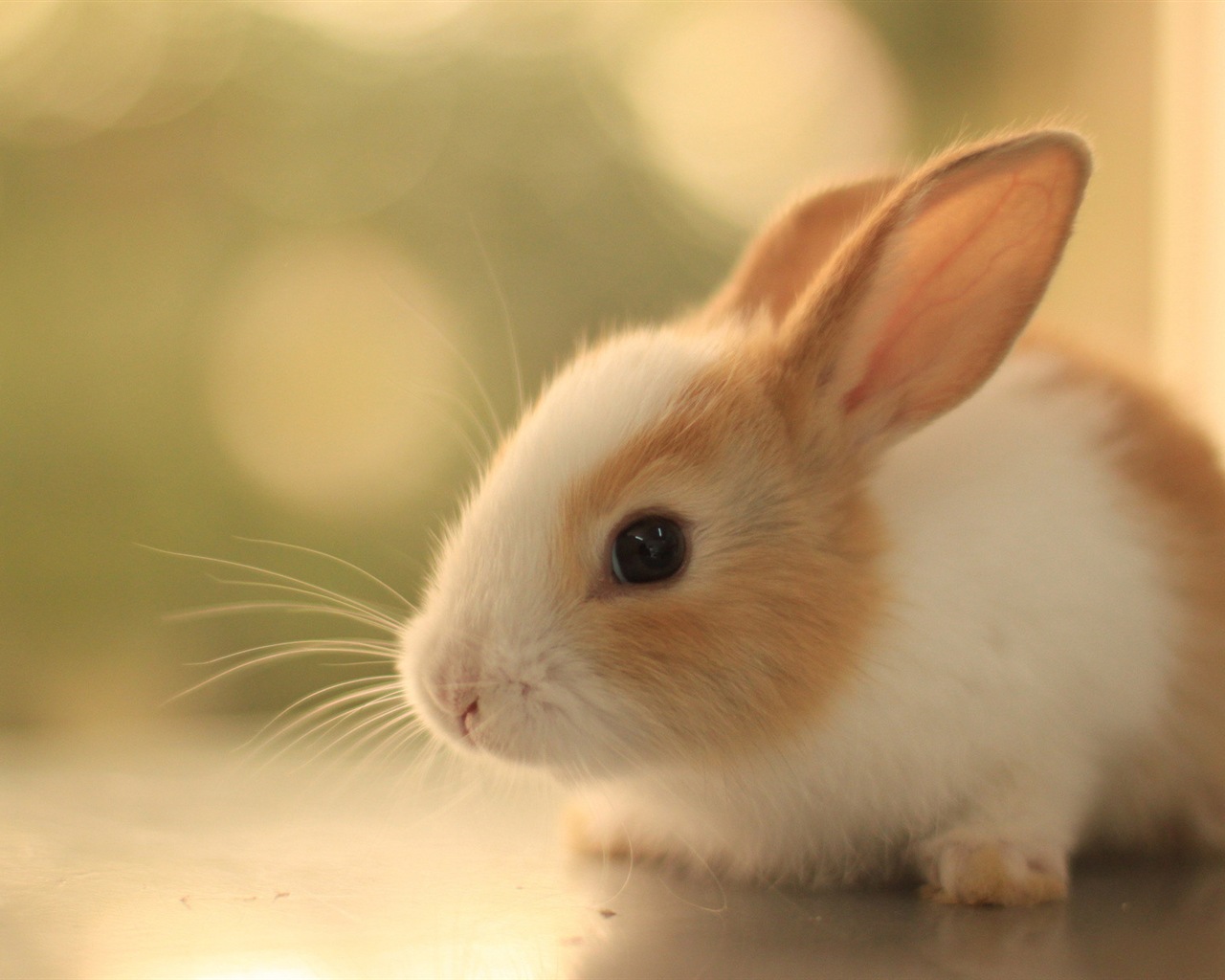Furry animals, cute bunny HD wallpapers #20 - 1280x1024