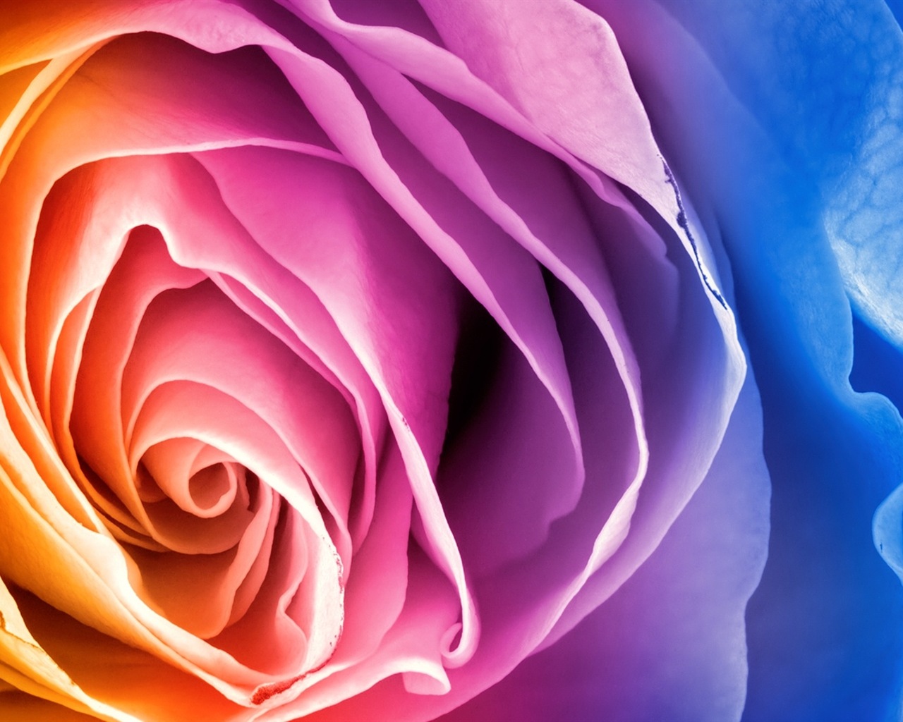 화려한 색상, 아름다운 꽃의 HD 배경 화면 #3 - 1280x1024