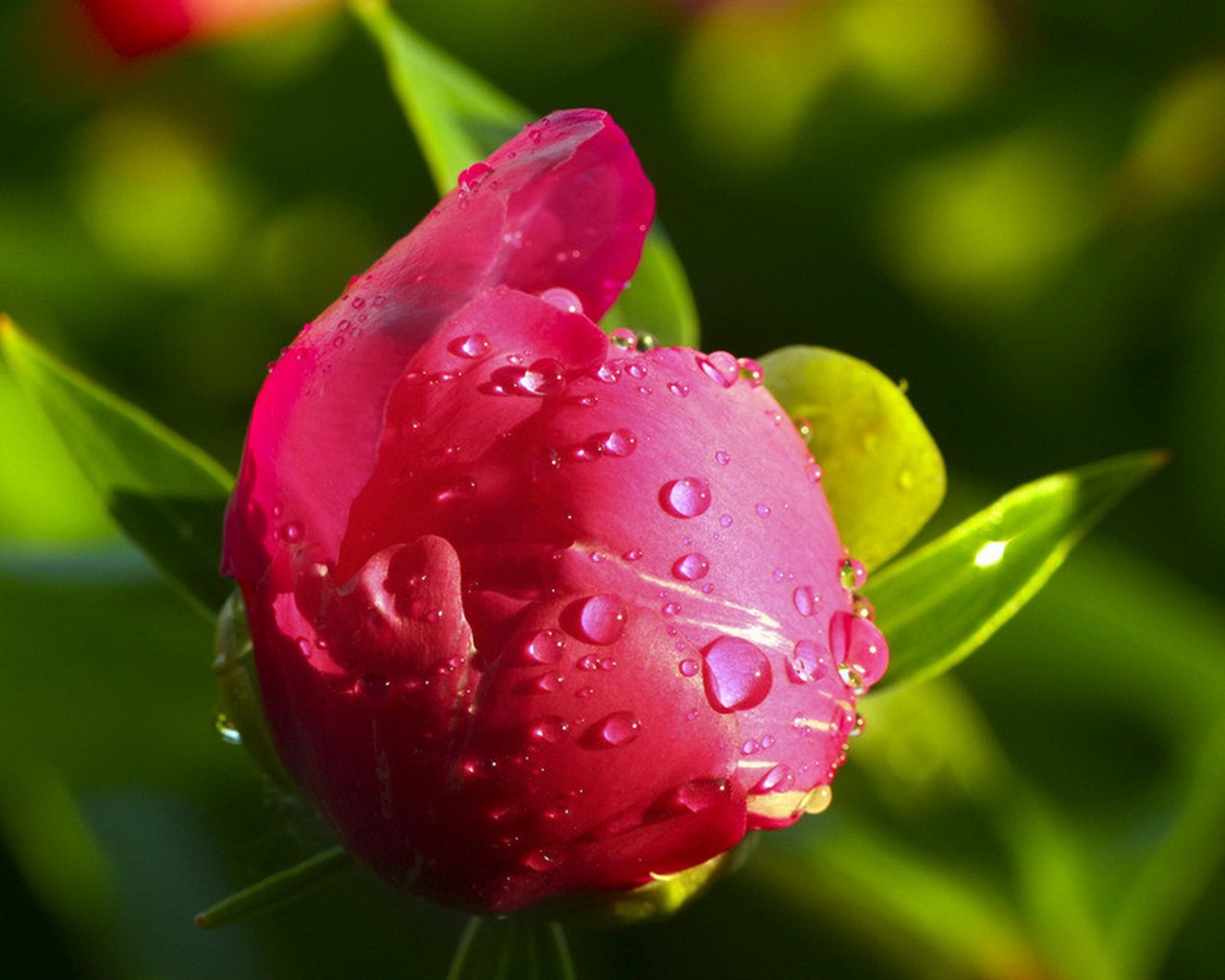화려한 색상, 아름다운 꽃의 HD 배경 화면 #5 - 1280x1024
