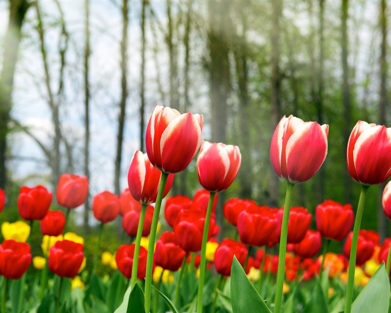 화려한 색상, 아름다운 꽃의 HD 배경 화면 #14 - 1280x1024