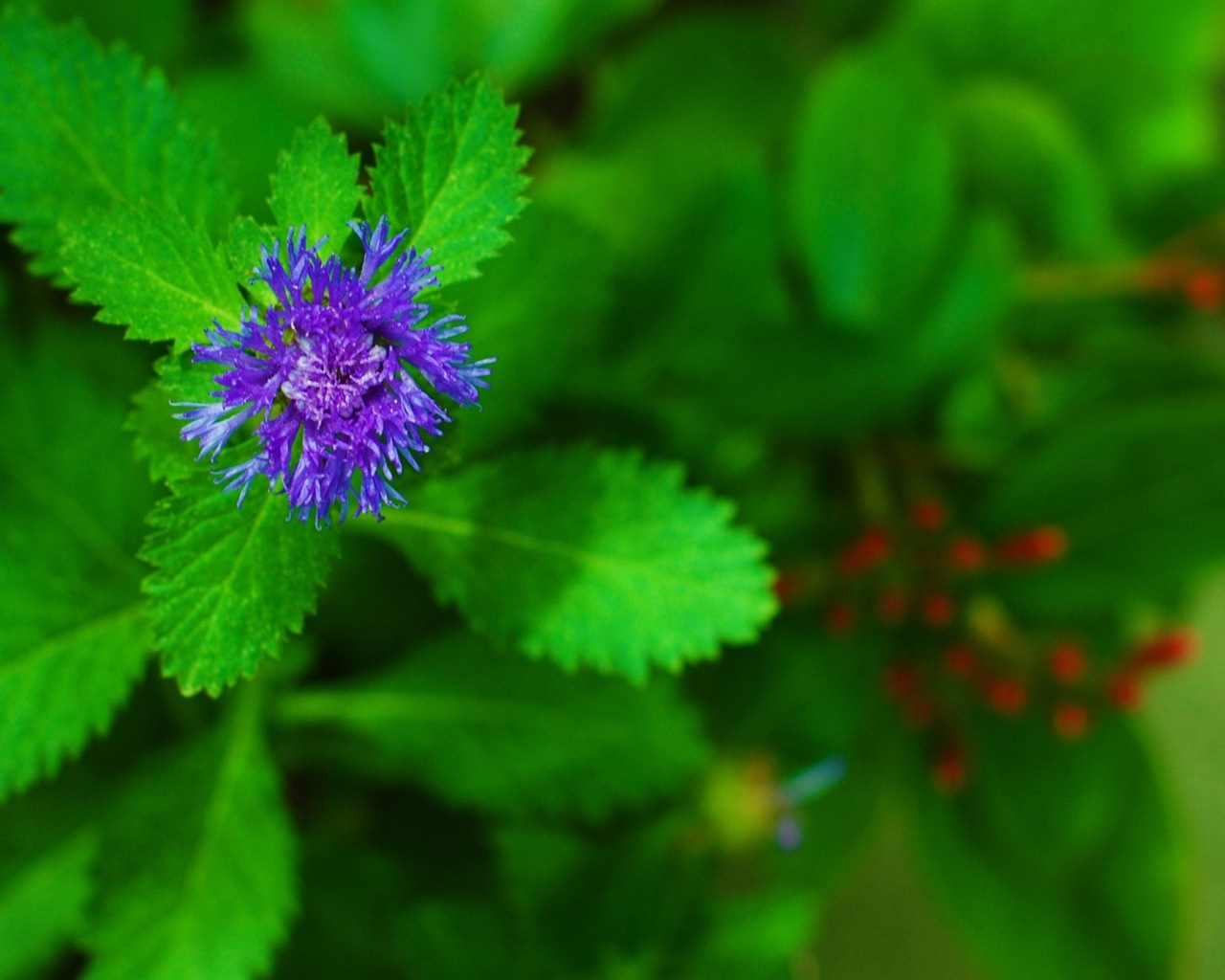 Couleurs brillantes, belles fleurs fonds d'écran HD #16 - 1280x1024